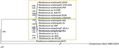 Genome-Based Characterization of Plant-Associated Rhodococcus qingshengii RL1 Reveals Stress Tolerance and Plant–Microbe Interaction Traits